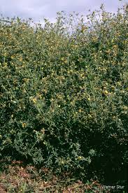 Image result for Stylosanthes guianensis