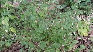 Image result for Clinopodium simense