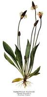 Image result for Plantaginaceae