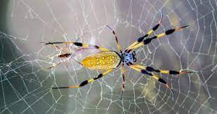 Check spelling or type a new query. Interesting Banana Spider Facts Ehrlich Pest Control Blog