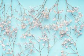 Lisianthus flower, eistoma grandiflorum, st. Light Blue Floral Background With White Gypsophila Flowers Baby S Breath Flowers Pattern On Pastel Blue Layout Flat Lay Spring And Summer Stock Photo Picture And Royalty Free Image Image 109234396