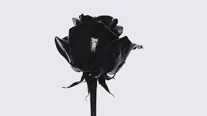 What Is The Meaning Of A Black Rose Regret Black Rose Symbolism Black Rose Meaning Black Rose
