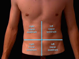 Module Abdominal Viscera Basics Human Anatomy And Physiology Medical Terms Quadrants Of The Abdomen