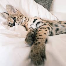 See more ideas about crazy cats, beautiful cats, cute cats. Super Rich Go After 11 000 Savannah Cats For Pets Tatler