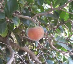 Image result for Dovyalis rhamnoides