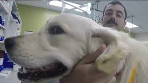Vaccinations clinic in sugar land, tx. Houston Area Rescue Group Vet Clinic Team Up To Assist Dog In Need Of Surgery