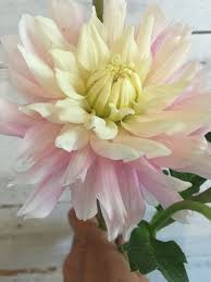 We did not find results for: Chiltons Pride Dahlia Decorative Type Yellow Center To Light Pink With Touches Of White At The Ends Unique Verity Wedding Flowers Blush Flowers Dahlia