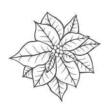 Native to central america, poinsettias, with their red and green leaves, are often used as decorations at christmas. Poinsettia Coloring Stock Illustrations 198 Poinsettia Coloring Stock Illustrations Vectors Clipart Dreamstime