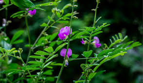 Image result for Tephrosia paniculata