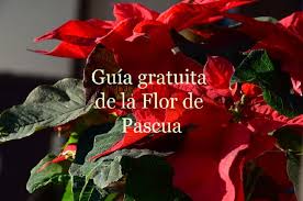 Dec 17, 2020 · 2 cuidados de la poinsettia. Cuidados De La Flor De Pascua Despues De La Navidad Flor De Pascua Planta De Navidad Arboles Y Arbustos