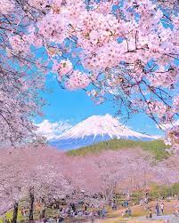 tatsuya kurisu from japan v instagram sakura trees with mt fuji cherry blossoms can be seen in japan sakura tree japan sakura sakura cherry blossom