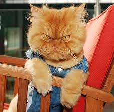 Caes E Gatos Mais Fofos Do Mundo 20 Gatos Fofos Que Ficaram Famosos Na Internet Filhotes De Gatos Gatos Loucos Gato Irritado