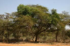 Image result for Maerua juncea