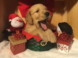 Here are some from nearby areas. My Website Www Goldenevepuppies Com