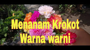 Cara menanam bunga krokot | pernah mendengar tumbuhan bernama bunga krokot? Cara Menanam Bunga Krokot Agar Cepat Berbunga Info Lif Co Id
