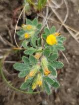 Image result for Bulbostylis schoenoides
