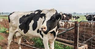 We did not find results for: Riverina Fresh Heart Of The Land Riverina Fresh