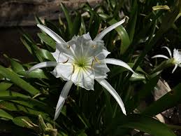 Looking down at hymenicallis coronaria, popular name spider lily. Rocky Shoals Spider Lily Preservation Project South Carolina Native Plant Society