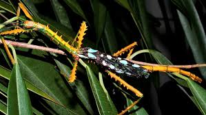 Image result for Fimbristylis madagascariensis