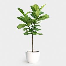 Other common plants that are toxic to cats include: Fiddle Leaf Fig Tree 14 Fiddle Leaf Fig Tree Fiddle Leaf Fig Fiddle Leaf Fig Care