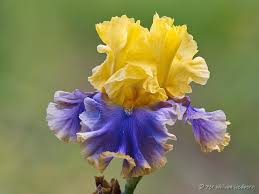 For most iris varieties, july and august are the best months for planting. Tall Bearded Iris Iris Gambling Man In The Irises Database Garden Org