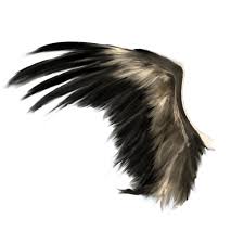 Wings Png An adélie penguin named steve joins millions of fellow males in the icy antarctic spring on a quest to build a suitable nest, find a life partner and start a family. wings png