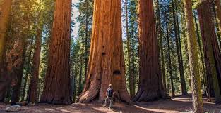 42 naturalist, author, environmental philosopher, botanist, zoologist, glaciologist, and early advocate for the preservation of wilderness in the united states of america. Saving America S Living Monuments The Saturday Evening Post