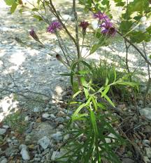 Image result for Vernonia sutherlandii