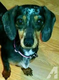 Find dachshund puppies for sale on pets4you.com. Miniature Dapple Dachshund For Sale In Macomb Illinois Classified Americanlisted Com Dapple Dachshund Baby Dachshund Dachshund Puppy Miniature