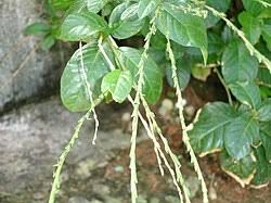 Image result for Petiveria alliacea