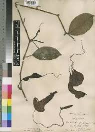 Image result for Aristolochia promissa