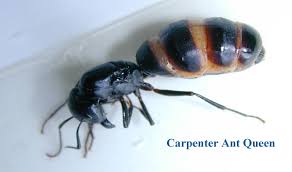 The number one priority at waltham pest services is protecting the safety of our employees and customers. Carpenter Ant Pictures Sugar Ants Photos