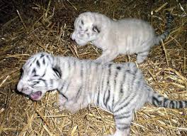 El libro que buscas, está aquí. Nacen Dos Crias De Tigre Blanco En El Zoo De Guillena Diario De Sevilla