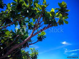 Leaves And Stems Of Tropical Beach Shady Tree Terminalia Catappa On Sunny Day Buy This Stock Photo And Explore Similar Images Shady Tree Tropical Beach Shady