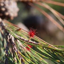 Image result for Casuarina littoralis