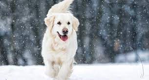 If you are considering a new puppy in 2021, please read our health and diet page of this website. White Golden Retriever A Guide To The Palest Shade Of Golden
