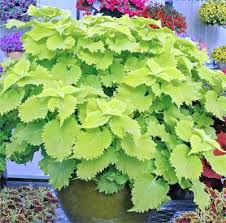 Image result for Coleus buchananii