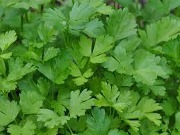 Erfahren sie hier, wie remoulade gelingt und wozu sie besonders gut schmeckt. Bio Saatgut Petersilie Gigante D Italia Raimund Biogartenbedarf