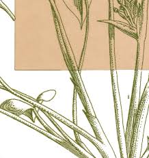 Image result for Aeschynomene chimanimaniensis