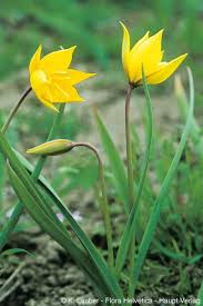 Tulipa Sylvestris L S Str In 2020 Garten Pflanzen Garten Gelbe Blumen