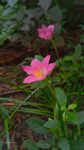 Rainy Season Is Here So It Seems Only Right That The Rain Lillies Are Blooming Gardening Garden Diy Home Flowers Ros Bloom Horticulture Planting Flowers