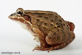 Image result for Leptochloa obtusiflora