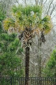 Maybe you would like to learn more about one of these? Palmetto Tree Sc Picture Project
