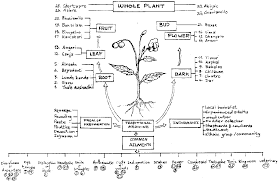 The Use And Conservation Of Traditional Medicine Plant Resources