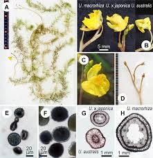Image result for Utricularia australis
