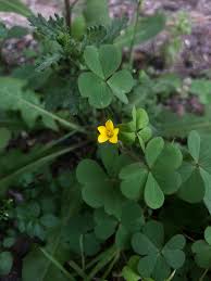 Image result for Oxalis corniculata