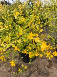 Image result for Kerria