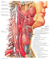 6 photos of the diagram of the neck anatomy. Neck Anatomy And Physiology Elliot S Site