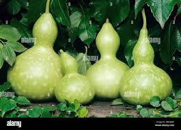 Image result for Lagenaria