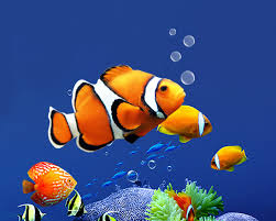 One of the great features about android is that you can customize just about anything. Aquarium Live Wallpaper Hd Apk Free Download App For Android
